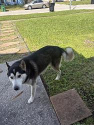 Found/Stray Male Dog last seen Bronson and Elton, Houston, TX 77034
