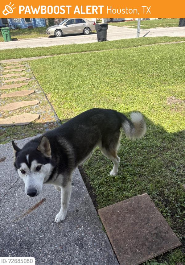 Found/Stray Male Dog last seen Bronson and Elton, Houston, TX 77034