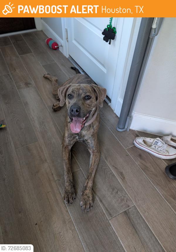 Found/Stray Female Dog last seen Kirby Landing Community, Houston, TX 77051