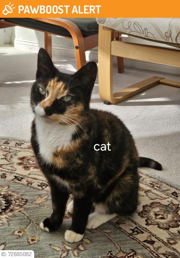Found/Stray Female Cat last seen Backhouse Park, Ashbrooke, England SR2