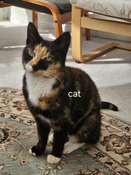 Found/Stray Female Cat last seen Backhouse Park, Ashbrooke, England SR2