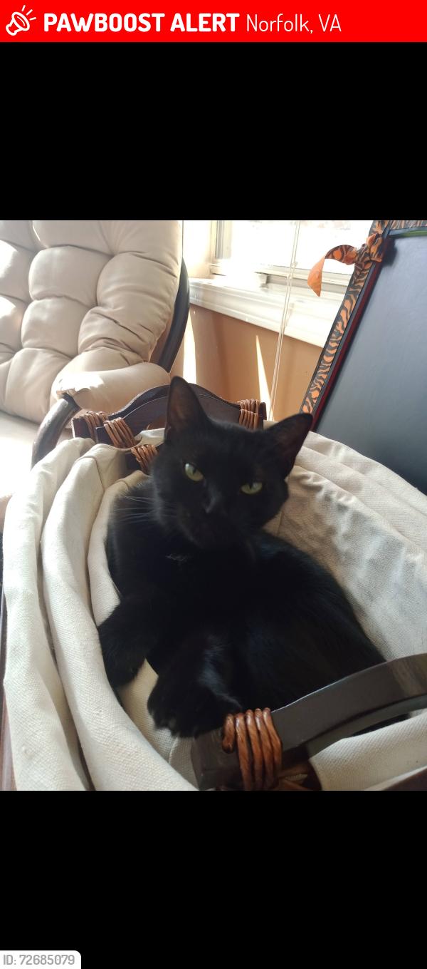 Lost Female Cat last seen Cova Brewhouse, Norfolk, VA 23518