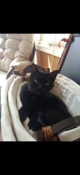 Lost Female Cat last seen Cova Brewhouse, Norfolk, VA 23518