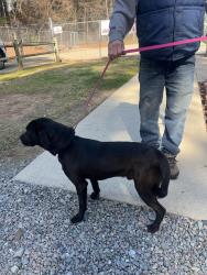 Found/Stray Male Dog last seen Rosser Pittman between McNeil and McDougal, Harnett County, NC 27505