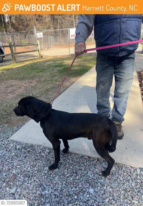 Found/Stray Male Dog last seen Rosser Pittman between McNeil and McDougal, Harnett County, NC 27505