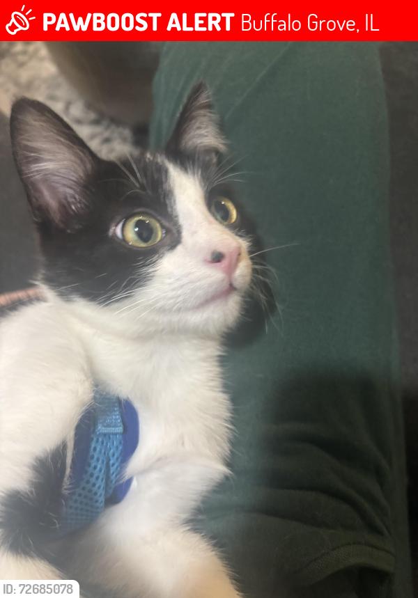 Lost Male Cat last seen Thompson and Knollwood , Buffalo Grove, IL 60089