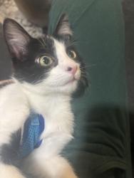 Lost Male Cat last seen Thompson and Knollwood , Buffalo Grove, IL 60089