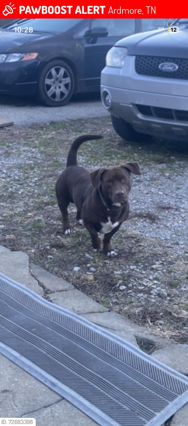Lost Male Dog last seen Kelly creek rd and Minnie brown rd, Ardmore, TN 38449