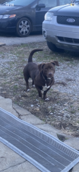 Lost Male Dog last seen Kelly creek rd and Minnie brown rd, Ardmore, TN 38449