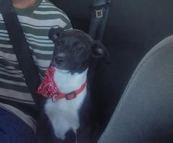 Lost Female Dog last seen Avenue R-4 and Palm Vista Ave, Palmdale, CA 93550