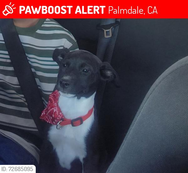 Lost Female Dog last seen Avenue R-4 and Palm Vista Ave, Palmdale, CA 93550