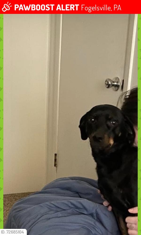 Lost Male Dog last seen Main and nursery Fogelsville , Fogelsville, PA 18051