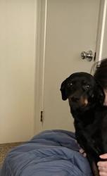 Lost Male Dog last seen Main and nursery Fogelsville , Fogelsville, PA 18051