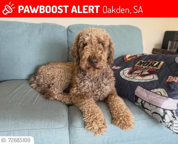 Lost Male Dog last seen Soccer oval behind The Oakden Hotel on Fosrers Rd, Oakden, SA 5086