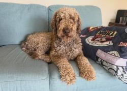 Lost Male Dog last seen Soccer oval behind The Oakden Hotel on Fosrers Rd, Oakden, SA 5086
