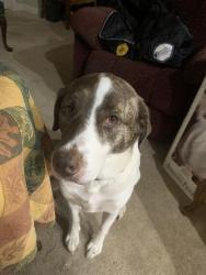 Lost Female Dog last seen Lillian tv park , Pensacola, FL 32506