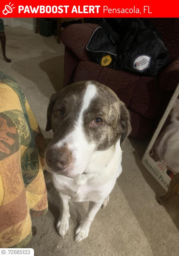 Lost Female Dog last seen Lillian tv park , Pensacola, FL 32506