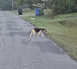 Found/Stray Unknown Dog last seen Sims Street & Sidney Drive, Columbus, GA 31907