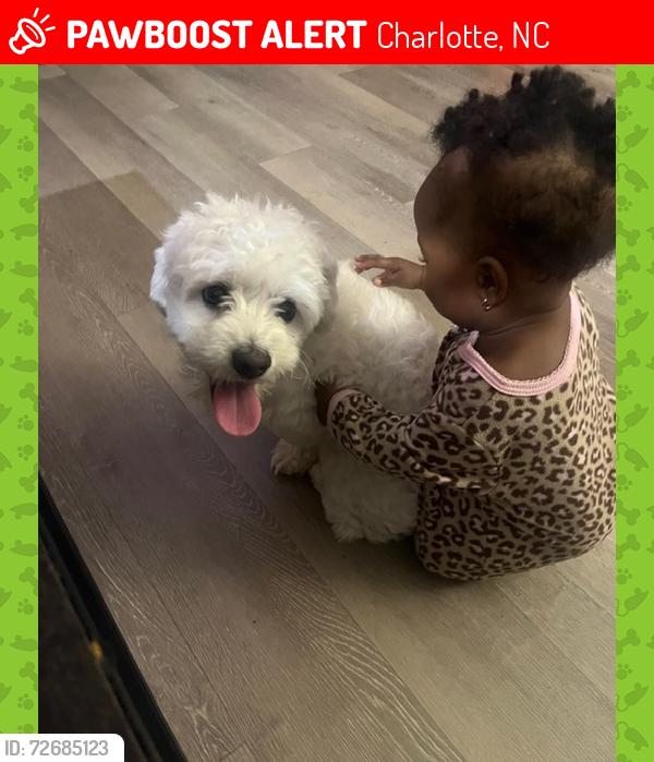 Lost Male Dog last seen Near building , Charlotte, NC 28262