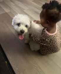 Lost Male Dog last seen Near building , Charlotte, NC 28262