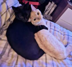 Lost Male Cat last seen Westwood road, Wiltshire, England SP2