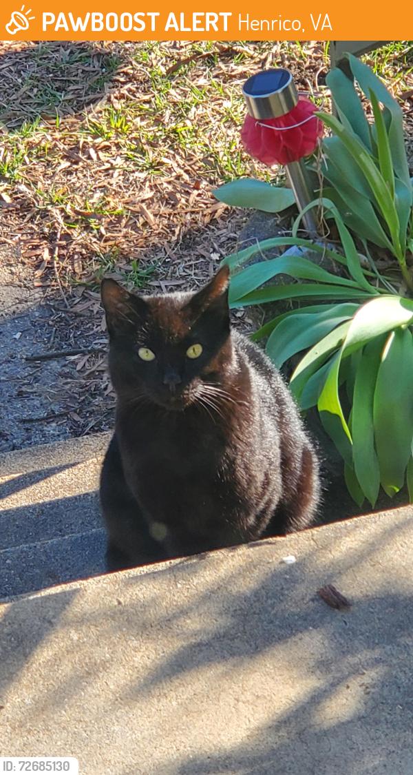 Found/Stray Unknown Cat last seen Bryan Parkway neighborhood , Henrico, VA 23228