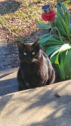 Found/Stray Unknown Cat last seen Bryan Parkway neighborhood , Henrico, VA 23228
