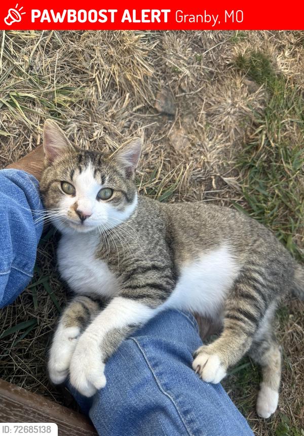 Lost Male Cat last seen Pelican rd and foliage rd, Granby, MO 64844
