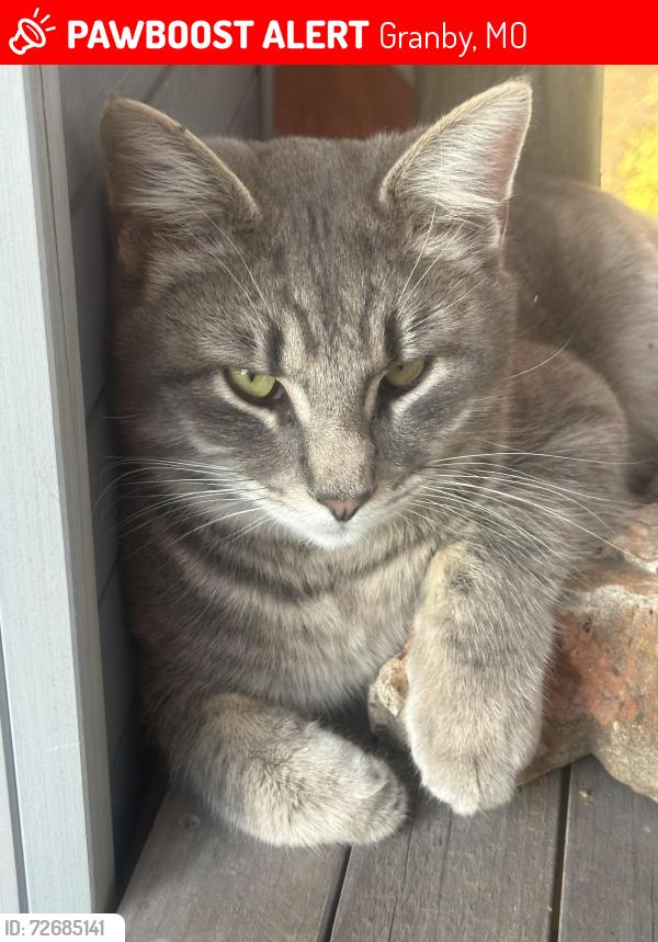 Lost Male Cat last seen Pelican rd and foliage rd, Granby, MO 64844
