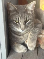 Lost Male Cat last seen Pelican rd and foliage rd, Granby, MO 64844
