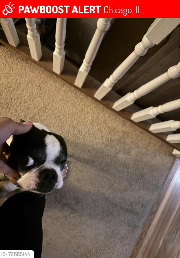Lost Male Dog last seen 75th and Jeffrey , Chicago, IL 60649