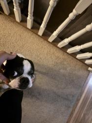 Lost Male Dog last seen 75th and Jeffrey , Chicago, IL 60649
