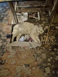 Lost Male Cat last seen 147th and Holmes Rd, Kansas City, MO 64145