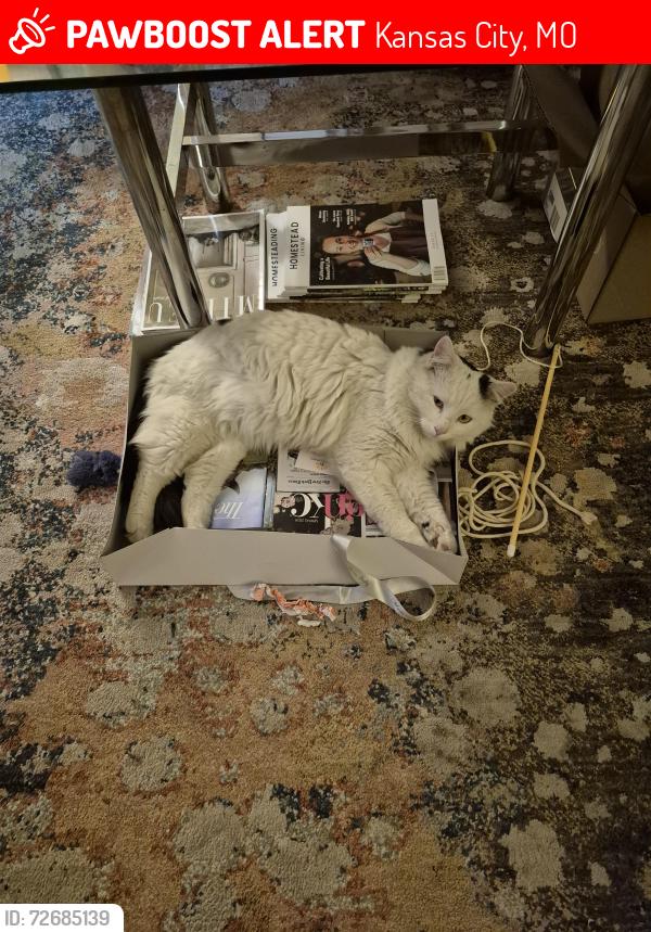 Lost Male Cat last seen 147th and Holmes Rd, Kansas City, MO 64145
