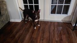 Found/Stray Male Dog last seen Citrus springs Church of God, Citrus Springs, FL 34434