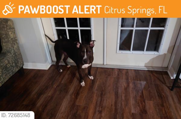 Found/Stray Male Dog last seen Citrus springs Church of God, Citrus Springs, FL 34434