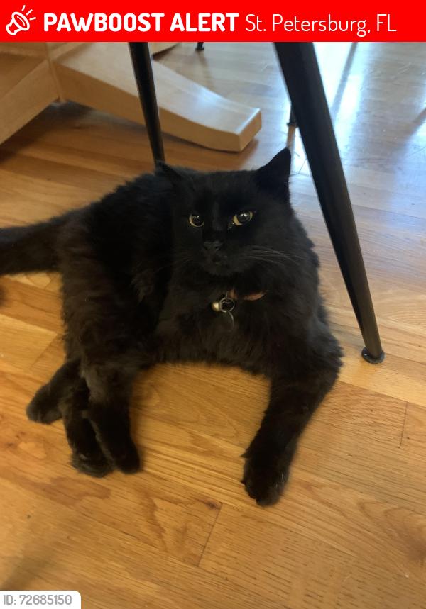 Lost Female Cat last seen Near 27th ave N, St. Petersburg, FL 33704