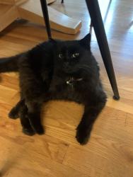 Lost Female Cat last seen Near 27th ave N, St. Petersburg, FL 33704