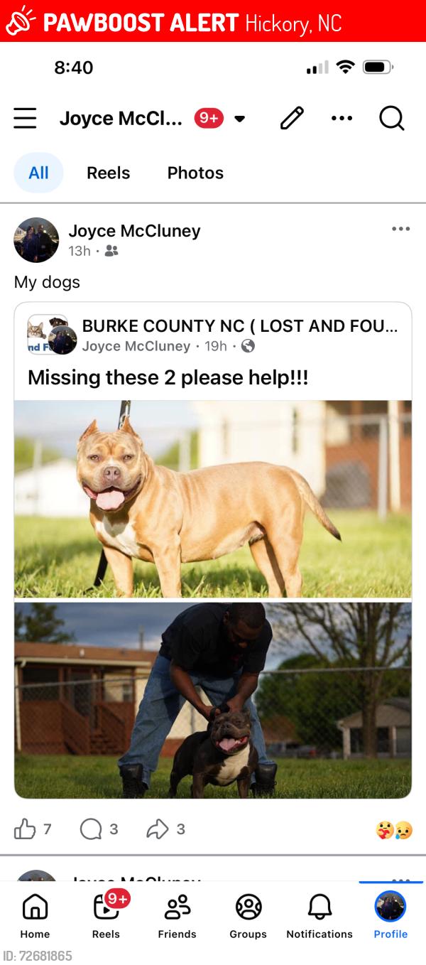 Lost Female Dog last seen Hwy 127 hickory NC, Hickory, NC 28602