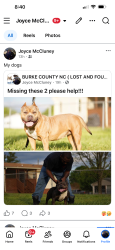 Lost Female Dog last seen Hwy 127 hickory NC, Hickory, NC 28602