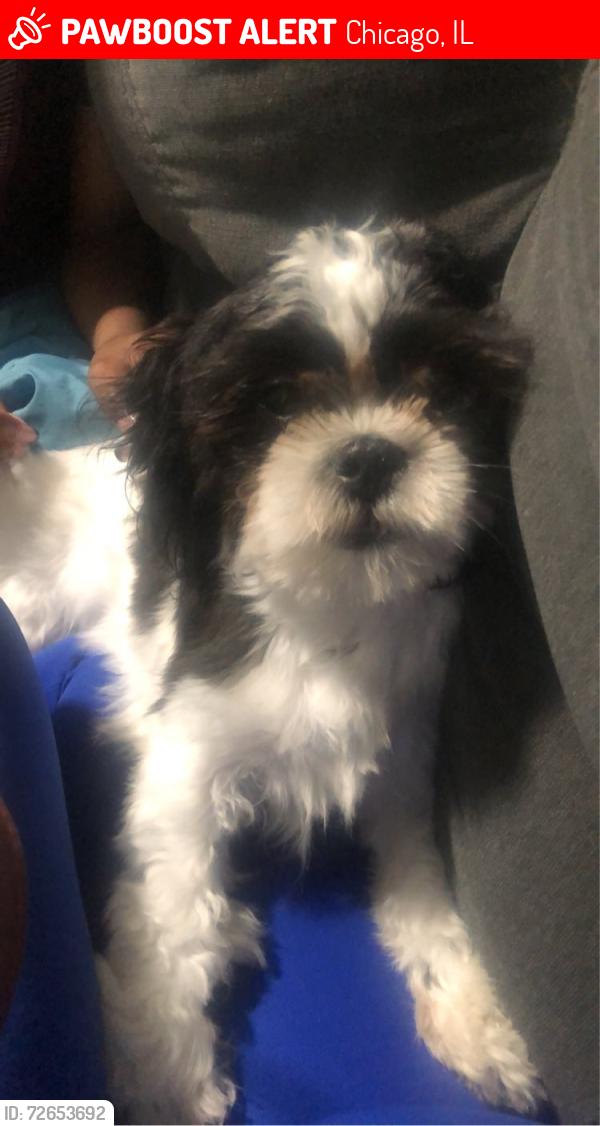 Lost Female Dog last seen E 78th and Essex, Chicago, IL 60649