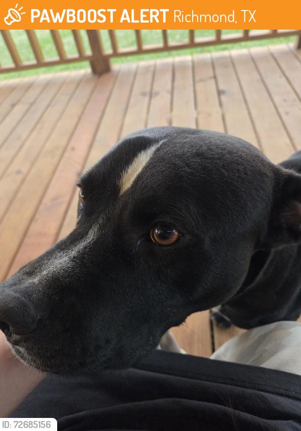 Found/Stray Male Dog last seen Highway 36, Richmond, TX 77469