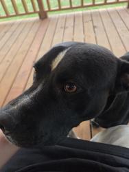 Found/Stray Male Dog last seen Highway 36, Richmond, TX 77469