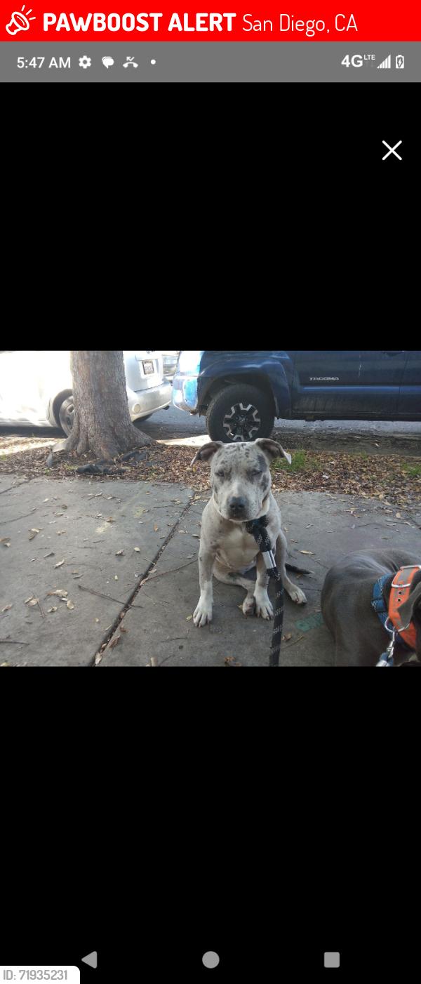Lost Female Dog last seen Pitbull terrier mix , San Diego, CA 92102