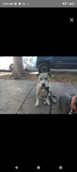 Lost Female Dog last seen Pitbull terrier mix , San Diego, CA 92102