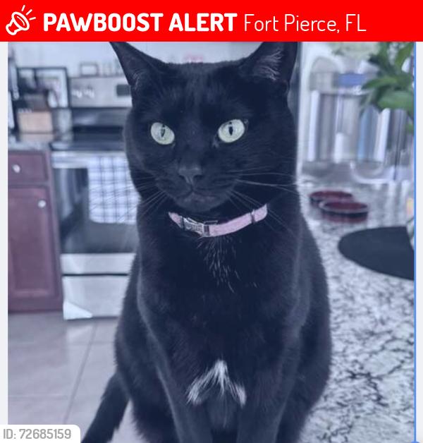 Lost Female Cat last seen Selvitz and Edwards’, Fort Pierce, FL 34981