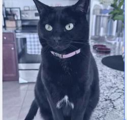 Lost Female Cat last seen Selvitz and Edwards’, Fort Pierce, FL 34981