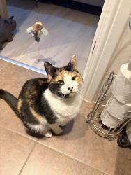 Lost Female Cat last seen Gresford church , Gresford, Wales LL12 8TZ