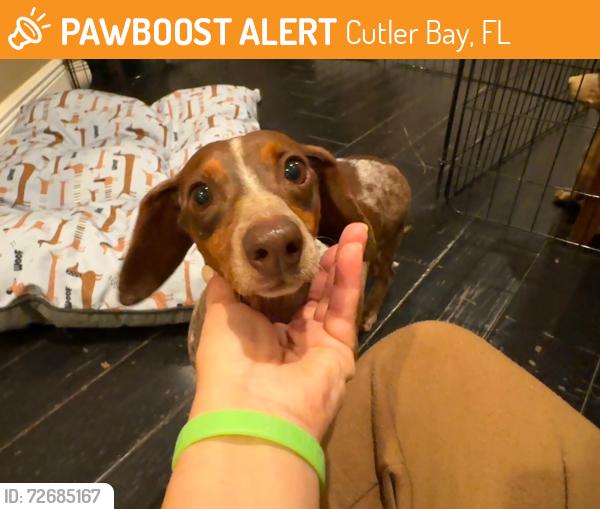 Found/Stray Female Dog last seen Isles at Bayshore , Cutler Bay, FL 33157