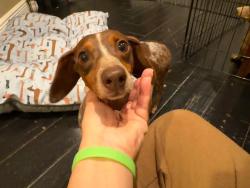 Found/Stray Female Dog last seen Isles at Bayshore , Cutler Bay, FL 33157